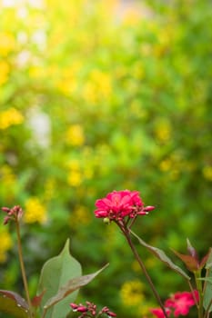 The background image of the colorful flowers, background nature