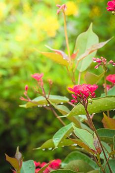 The background image of the colorful flowers, background nature