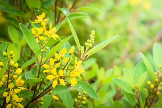 The background image of the colorful flowers, background nature