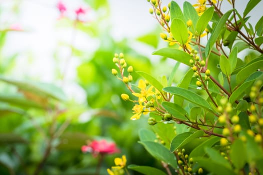 The background image of the colorful flowers, background nature