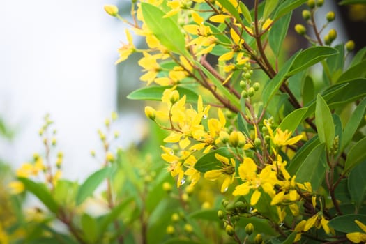 The background image of the colorful flowers, background nature