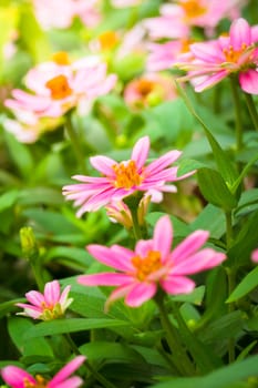 The background image of the colorful flowers, background nature