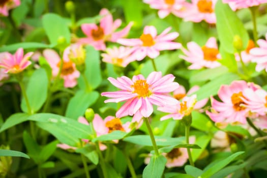 The background image of the colorful flowers, background nature