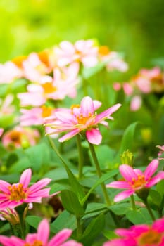 The background image of the colorful flowers, background nature