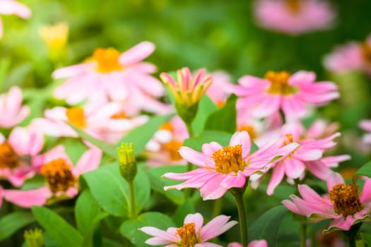 The background image of the colorful flowers, background nature