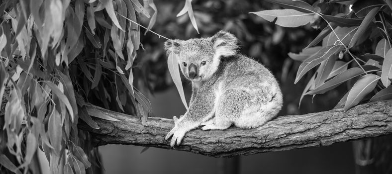 Australian koala outdoors in a eucalyptus tree.