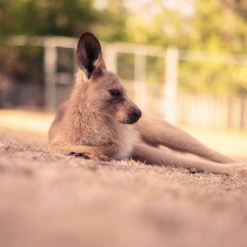 Australian kangaroo outdoors on the grass during the day