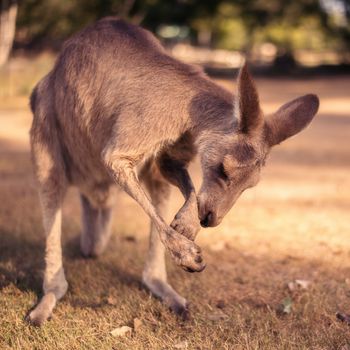 Australian kangaroo outdoors on the grass during the day