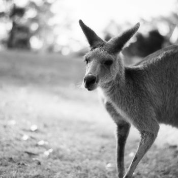 Australian kangaroo outdoors on the grass during the day