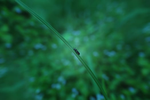 Insect with close-up detailed view