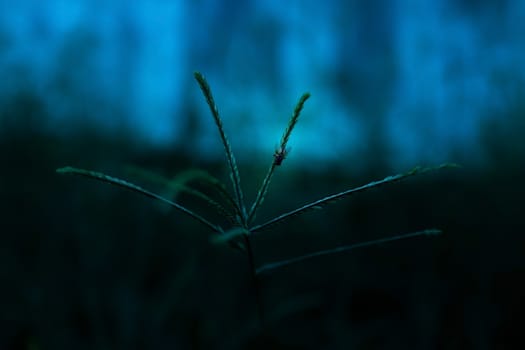 Fly on leaf
