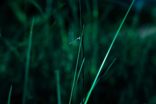 Dragon fly holding on leaf