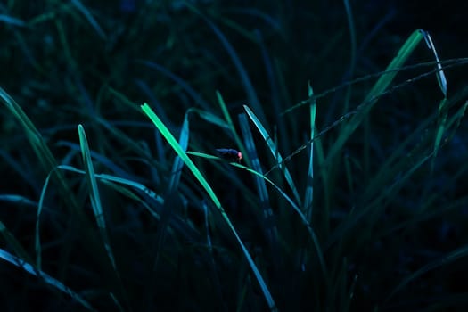 Bluebottle on leaf