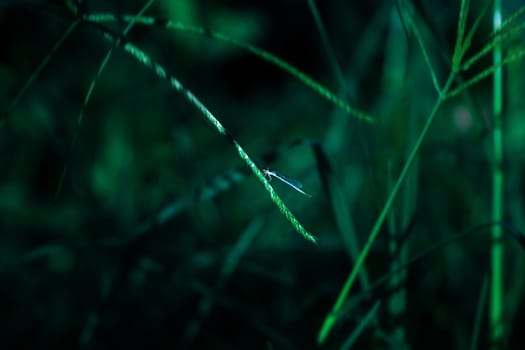 Dragon fly holding on leaf