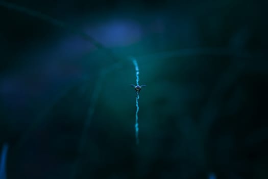 Insect on leaf