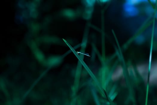 Dragon fly holding on leaf