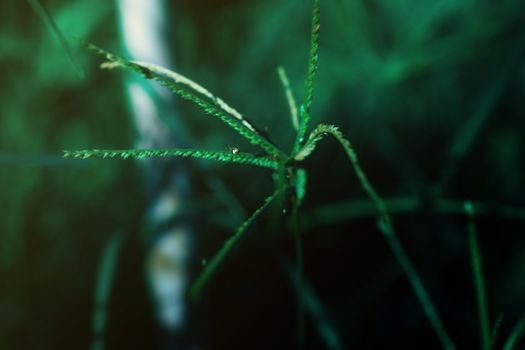 Spider on leaf