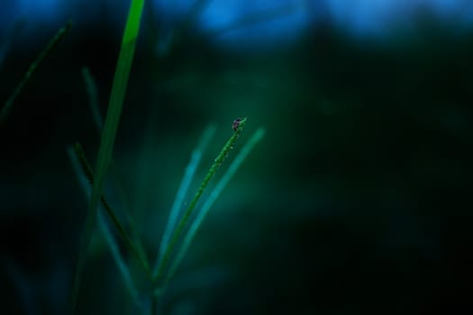 Insect on leaf