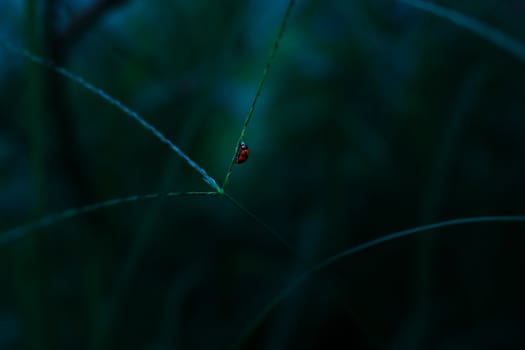 Ladybug holding on leaf