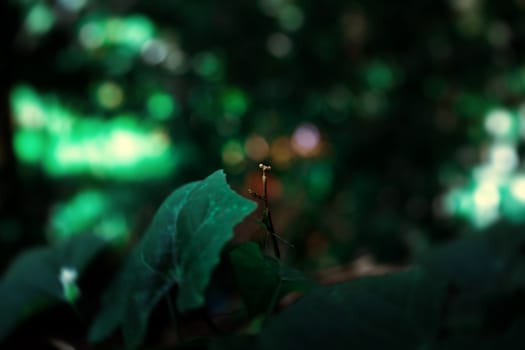 Praying mantis on leaf