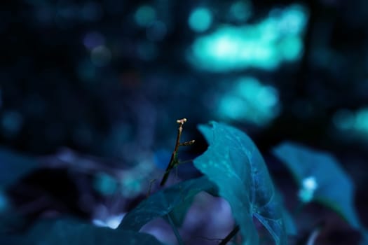 Praying mantis on leaf