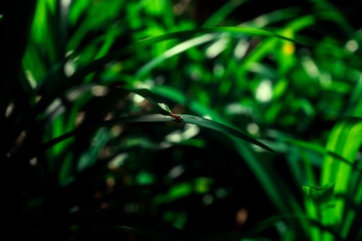 Insect on leaf