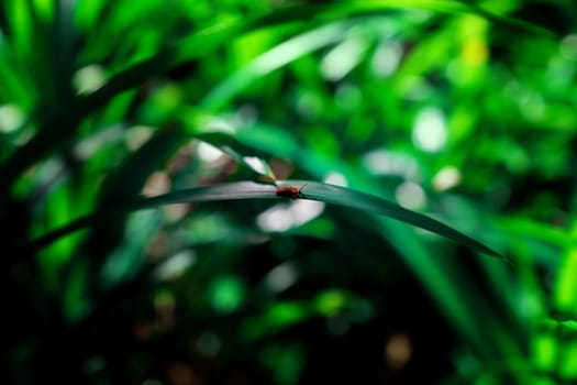Insect on leaf