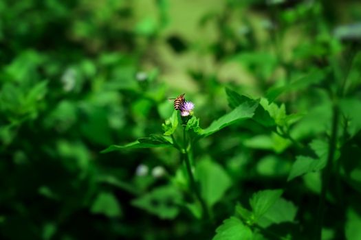 Bee on flower