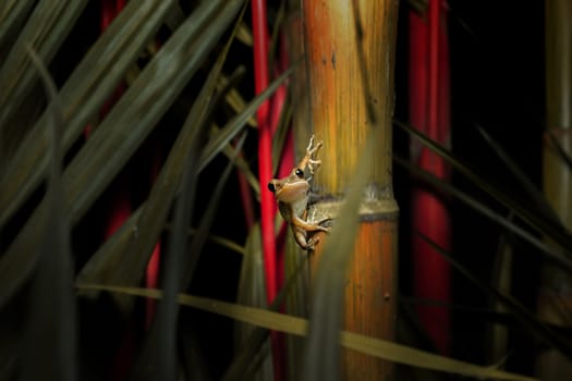 Frog holding on tree