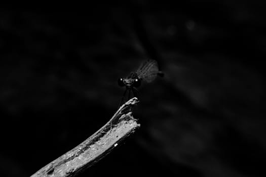 Dragonfly with close-up detailed view