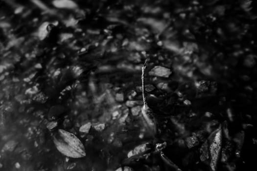 Dragonfly on twig surrounded by water