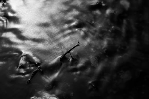 Dragonfly on twig surrounded by water