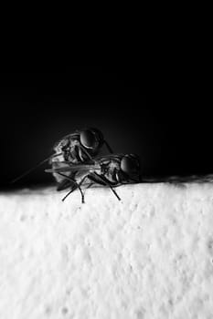 Flies mating with close-up detailed view