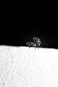 Flies mating with close-up detailed view