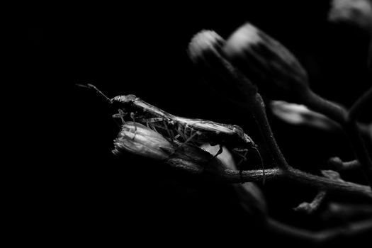 Insects mating with close-up detailed view