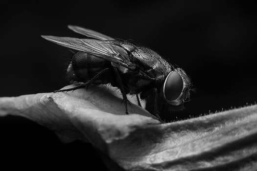 Bluebottle with close-up detailed view
