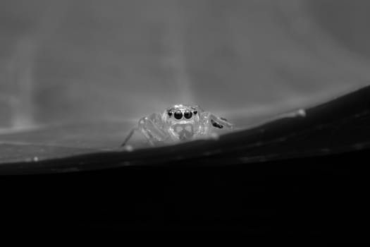 Jumping spider with close-up detailed view