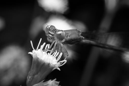 Dragonfly with close-up detailed view