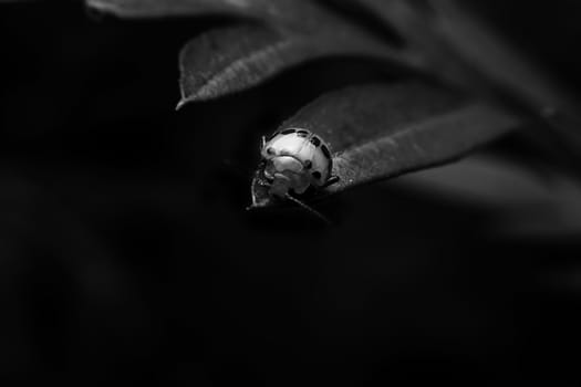 Insect with close-up detailed view