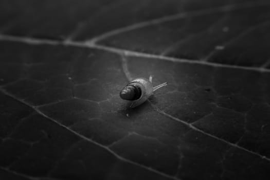 Snail with close-up detailed view