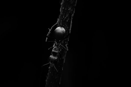 Ants with close-up detailed view
