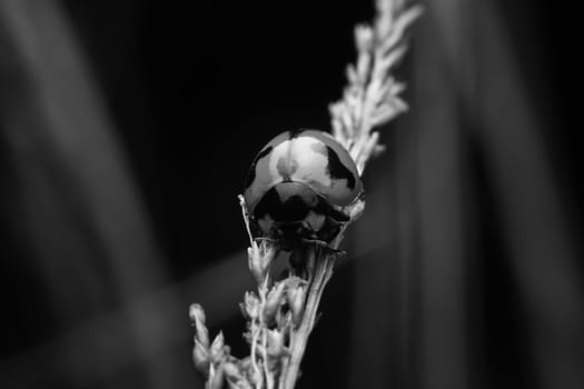Ladybug on grass