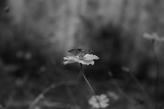 Butterfly on flowers