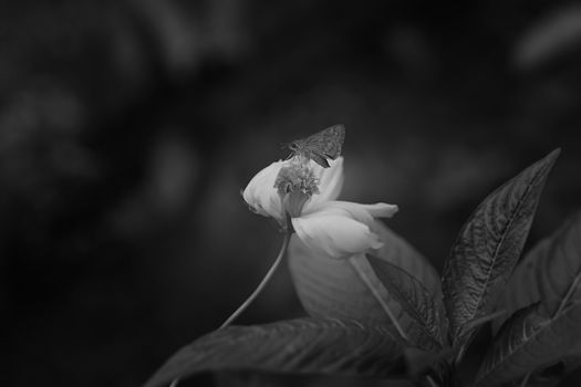 Butterfly on flowers