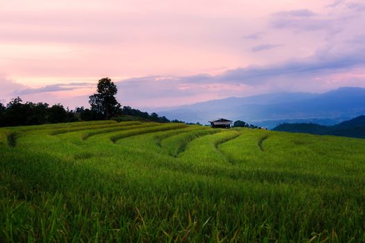 Rice terraces in Chiang Mai, Thailand