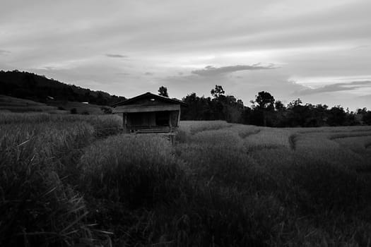 Rice terraces in Chiang Mai, Thailand