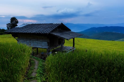 Rice terraces in Chiang Mai, Thailand