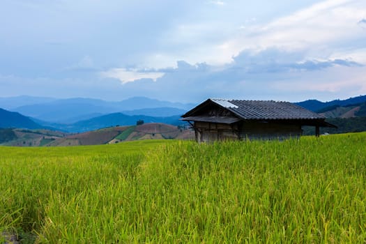 Rice terraces in Chiang Mai, Thailand