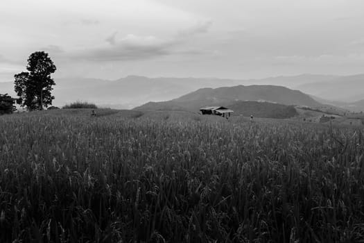 Rice terraces in Chiang Mai, Thailand