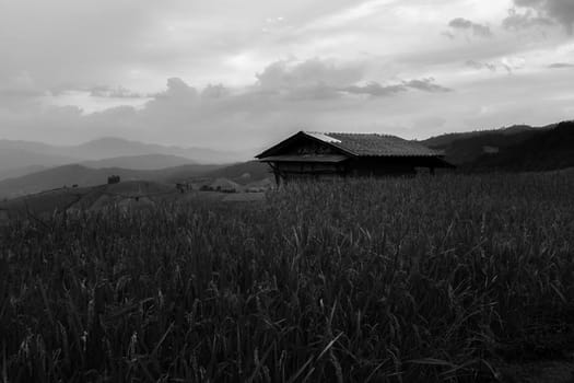 Rice terraces in Chiang Mai, Thailand